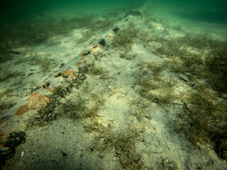 Fototapeta premium Underwater view of a rusty and damaged underwater pipe on a lakebed. The pipe appears aged and possibly abandoned, with large holes covered in seashells.