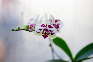 pink orchid flower phalaenopsis polka dots
