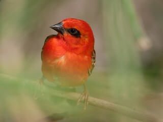 madagascar red fody