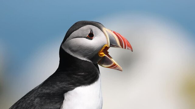 Atlantic puffin off the coast of Maine. 