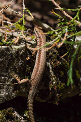 A forest lizard (Darevskia praticola) climbs on a mossy and grassy surface in the forest. In focus. Miniature. Beautiful picture for a background.