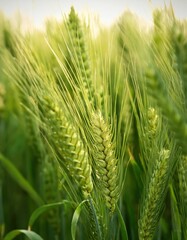 Golden harvest. Green wheat spikes growing in a sunlit field