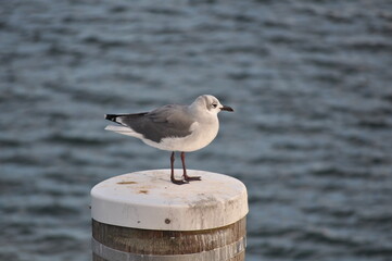 New England Laughing Gull Seagull perched on dock in Plymouth, Massachusetts 