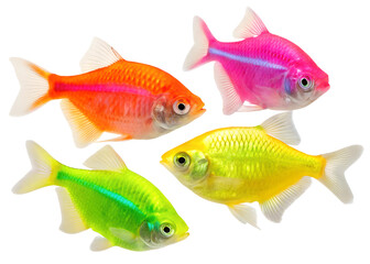 Fototapeta premium Glofish aquarium fish that can glow, isolated on a transparent background