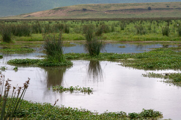 Tanzania is an East African country famous for its vast wildlife areas. These include the plains of the Serengeti National Park.