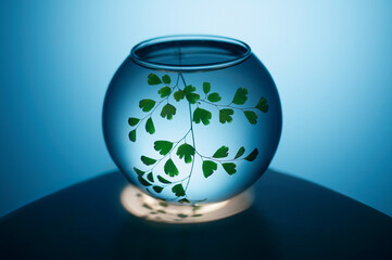 aquarium with a plant