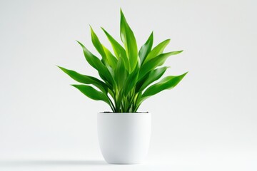 vibrant green cast iron plant in a modern white pot against a minimal white background