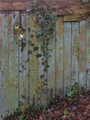 Alte Holzbretter Wand mit Efeu bewachsen