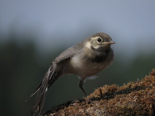 Beautiful bird in calm weather
