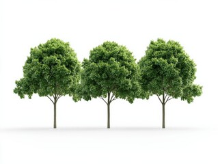 Obraz premium three green trees isolated on a white background