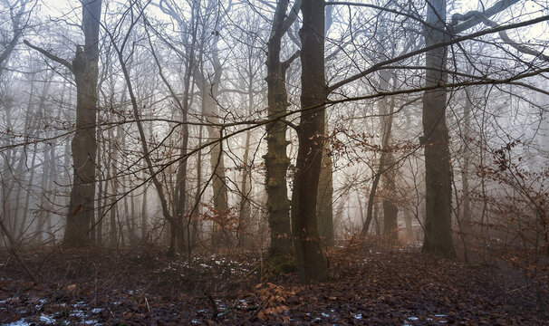 Feiner Nebel im Hochwald Buchen, Eichen im Dunst, Stimmung Moody