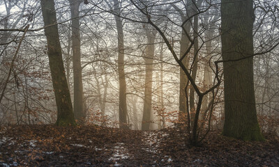 Feiner Nebel im Hochwald Buchen, Eichen im Dunst, Stimmung Moody