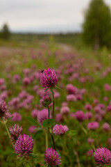 A fly on a clover. 