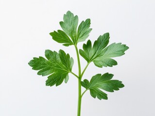 fresh parsley sprig on white background