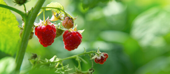 Raspberry branch in the summer garden.