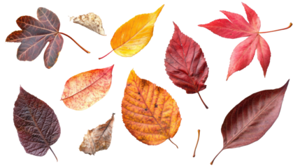 Autumn Leaves isolated on a white transparent background