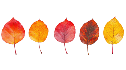 Autumn Leaves isolated on a white transparent background