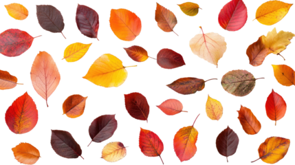Autumn Leaves isolated on a white transparent background