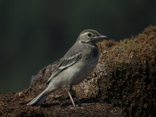 Beautiful bird in calm weather
