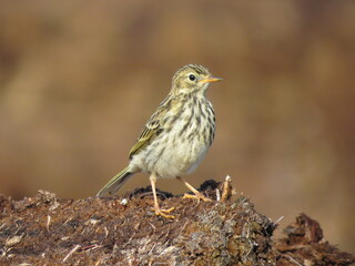Photo of a bird on a beautiful background
