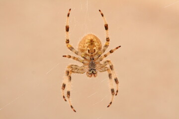 Macrophotography of yellow spider