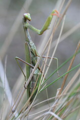 Praying mantis, among the grasses of the field