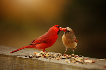 Male and Female Cardinal Mating Ritual
