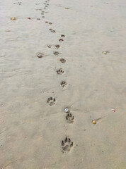 Dog tracks in the sand, walking in the sand