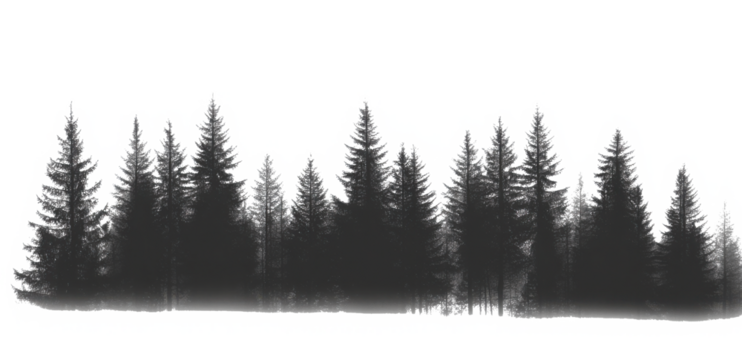 PNG Misty forest silhouette, serene nature