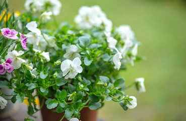 closeup up on pretty white viola flowers blooming on green background