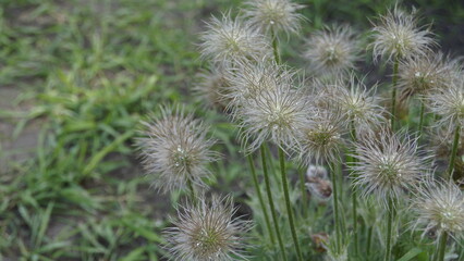Obraz premium Green plant fluffy like a dandelion
