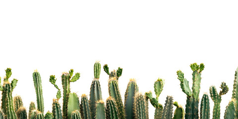 Various cacti arranged isolated on transparent background
