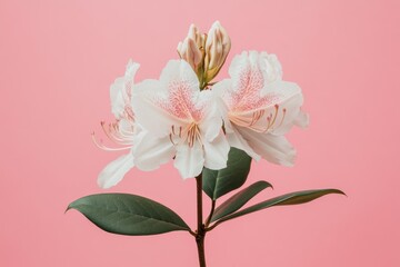 Delicate white rhododendron blossoms against a pink background
