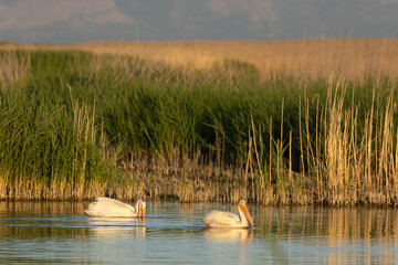 A pair of American White Pelicans drift casually in the shallow water of the Bear River Migratory...