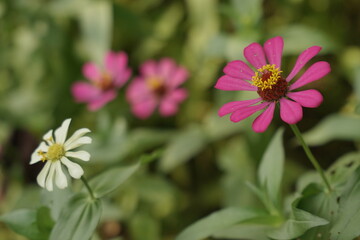 Obraz premium Bright pink Zinnia flowers blooming on a blurred background of flowers and leaves in a flower garden.