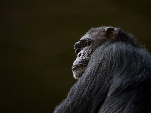 portrait of a chimpanzee	