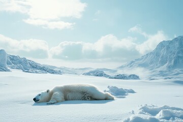 Fototapeta premium Single polar bear relax on snow. clean and bright white snowfield background. A polar bear resting on a blanket of snow, surrounded by a serene winter landscape.