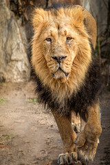 Close-up of a Single Lion Walking Towards Camera in Natural Habitat with Rocks and Vegetation