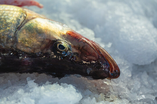 Close-up of a fresh fish head on ice at a seafood market