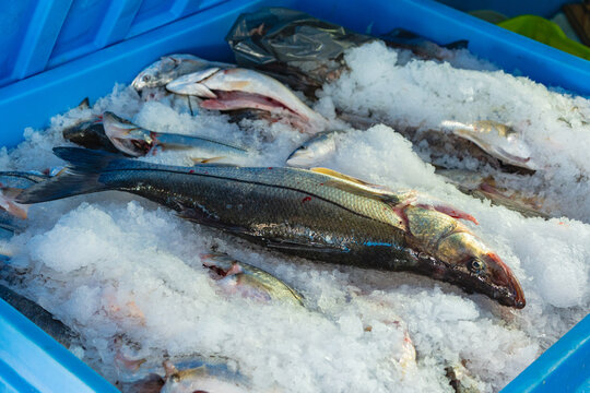 Freshly caught fish on ice in a blue container at a seafood market
