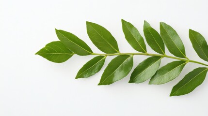 Fototapeta premium fresh green curry leaves on a white background