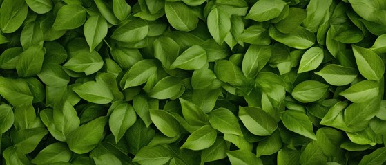 Obraz premium lush green leaves background texture, perfect for nature and environmental themes