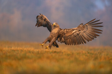Majestic Descent – White-tailed Eagle Landing