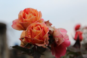 Beautiful pink flower