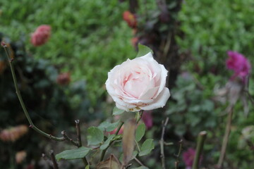 Beautiful white rose flower
