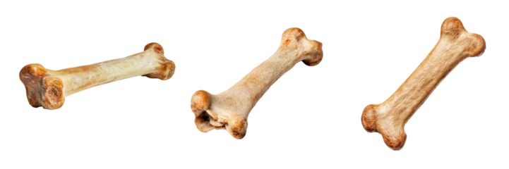 Dog chew bones on a transparent background pet accessories isolated studio animal health