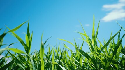 Obraz premium Vibrant Green Grass Blades Against a Clear Blue Sky