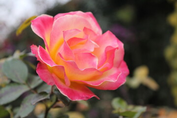 Beautiful pink flower