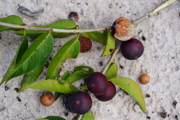 Ripe Camu Camu fruits, partly in cross-section to show the pulp with seed. Camucamu (Myrciaria...