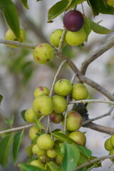 Camu Camu fruits on shrub, semi-ripe and ripe red fruits on beach of Rio Negro river. Camucamu (Myrciaria dubia) is a fruit with the highest concentration of vitamin C.